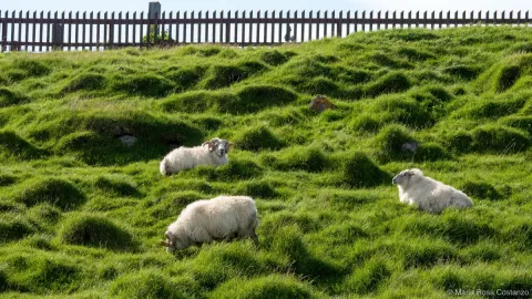 Sheep grazing on a green grassy hill with a wooden fence in the background.