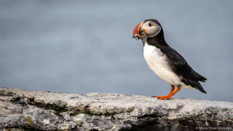 Puffin with a fish in its beak, standing on a rocky surface by the sea.