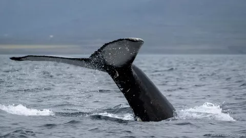 Whale tail emerging from ocean surface against a gray sky.