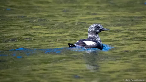 Bird swimming on a greenish-blue water surface.