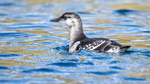 Black and white seabird swimming in blue water.