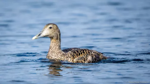 Brown duck swimming in blue water.