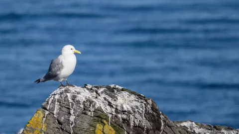 Seagull perched on a rocky cliff with ocean in the background.