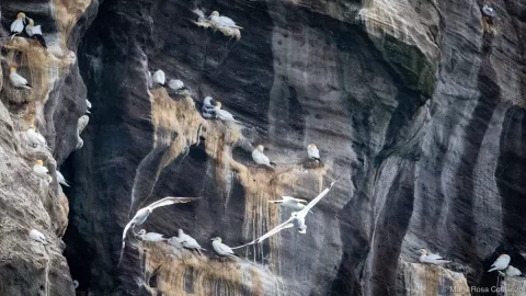 Seabirds nesting on a rocky cliff with one bird in flight.